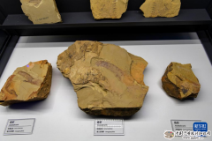 探访澄江化石地世界自然遗产博物馆